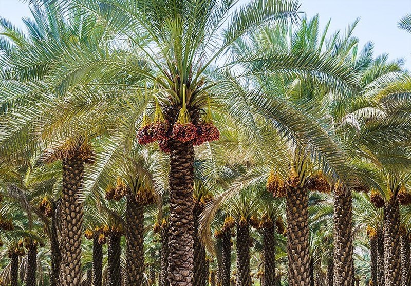 Bushehr date palm grove Khuzestan Iran export supplier
