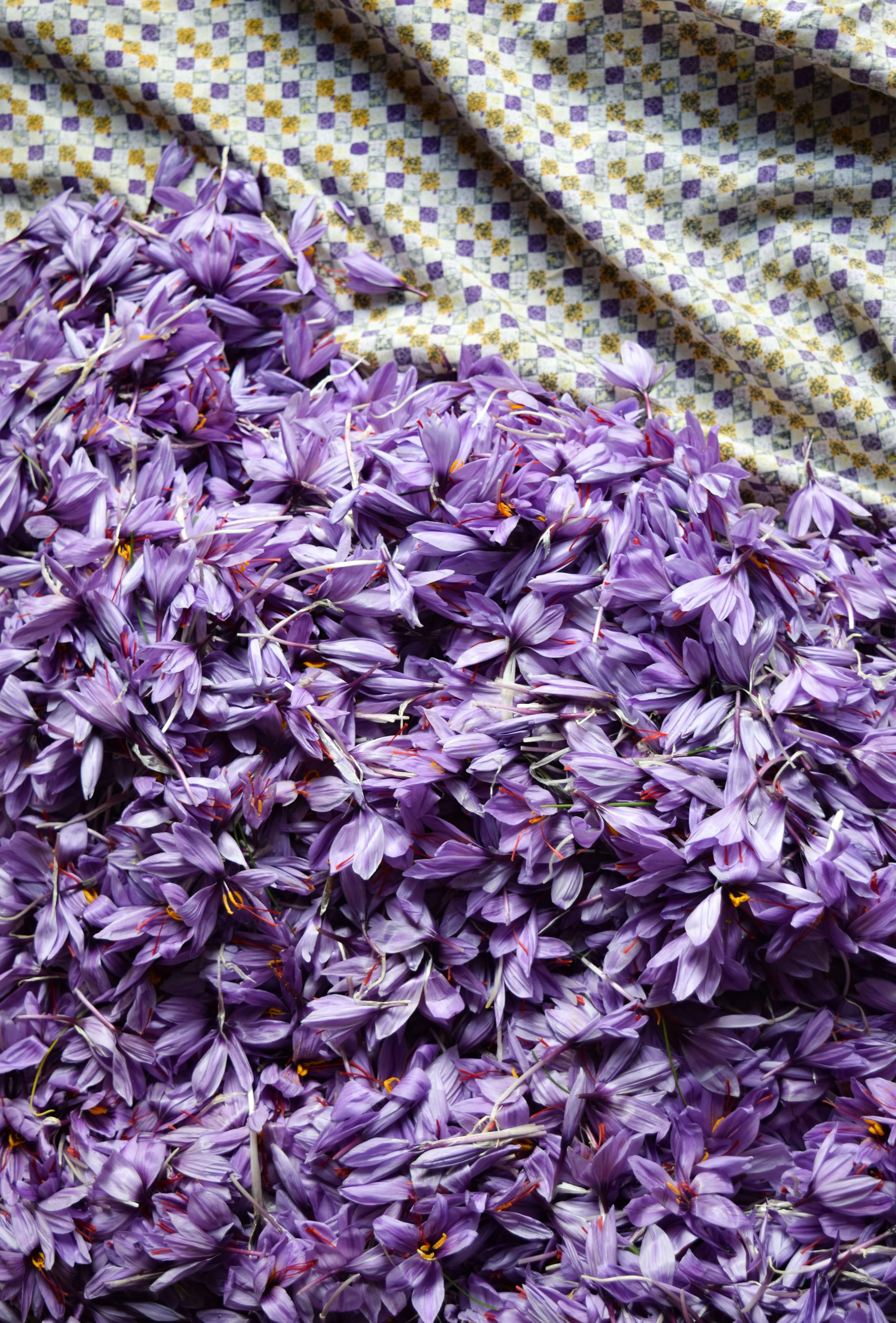 Premium Iranian saffron export from Khorasan region