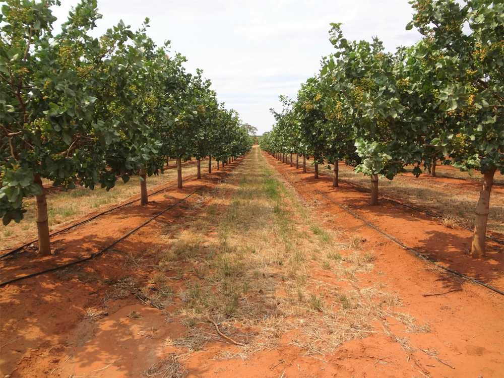 Kerman pistachio farm Rafsanjan Iran wholesale export supplier