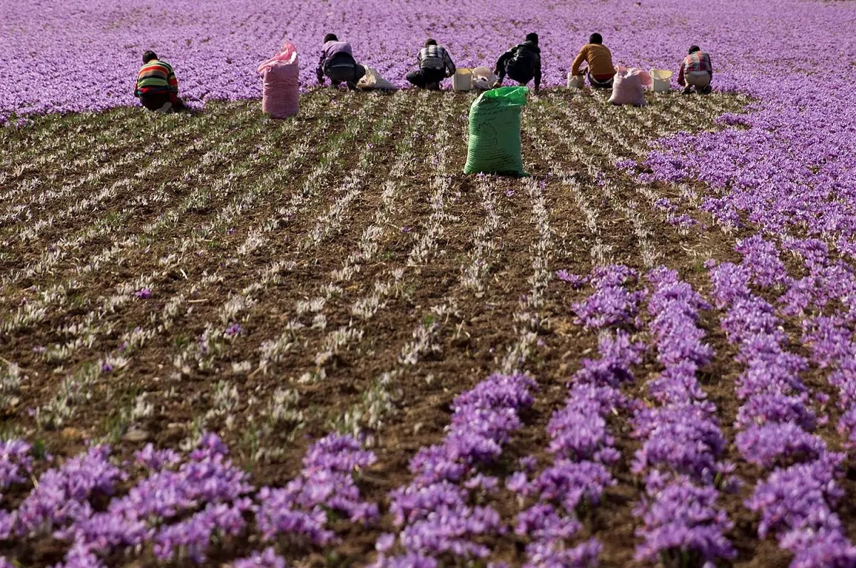 Khorasan saffron harvest Iran premium quality export